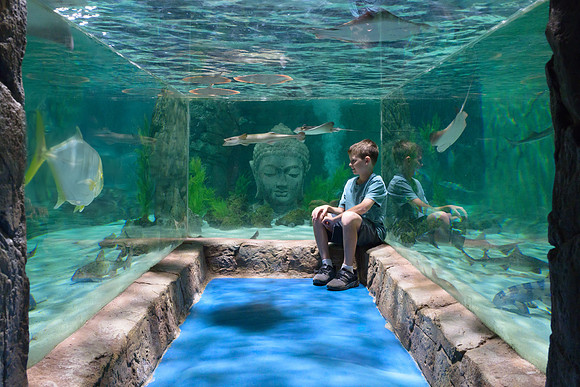 RR AquaZoo PRINT-176