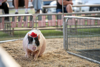 Page County Fair WEB