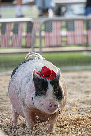 Page County Fair WEB-105