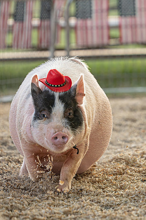 Page County Fair WEB-102