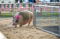 Page County Fair WEB-106
