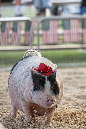 Page County Fair FULL SIZE-105