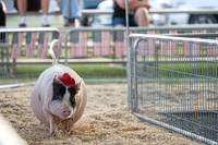 Page County Fair FULL SIZE-103