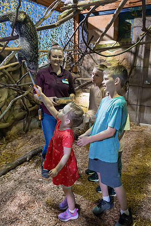 RR AquaZoo PRINT-149