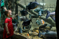 RR AquaZoo WEB-114