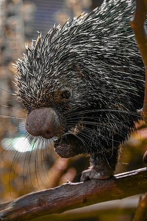 RR AquaZoo WEB-139