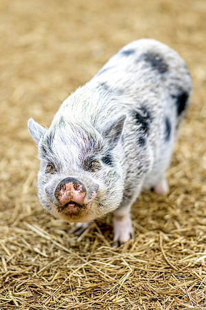 Massanutten Country Corner WEB-118