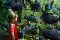 RR AquaZoo PRINT-113