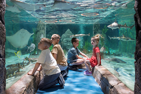 RR AquaZoo PRINT-172