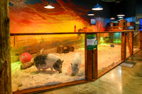 AquaZoo PRINT-103