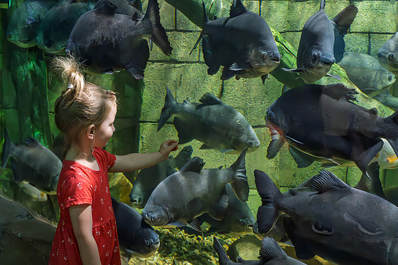 RR AquaZoo WEB-113