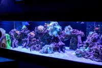 AquaZoo WEB-108